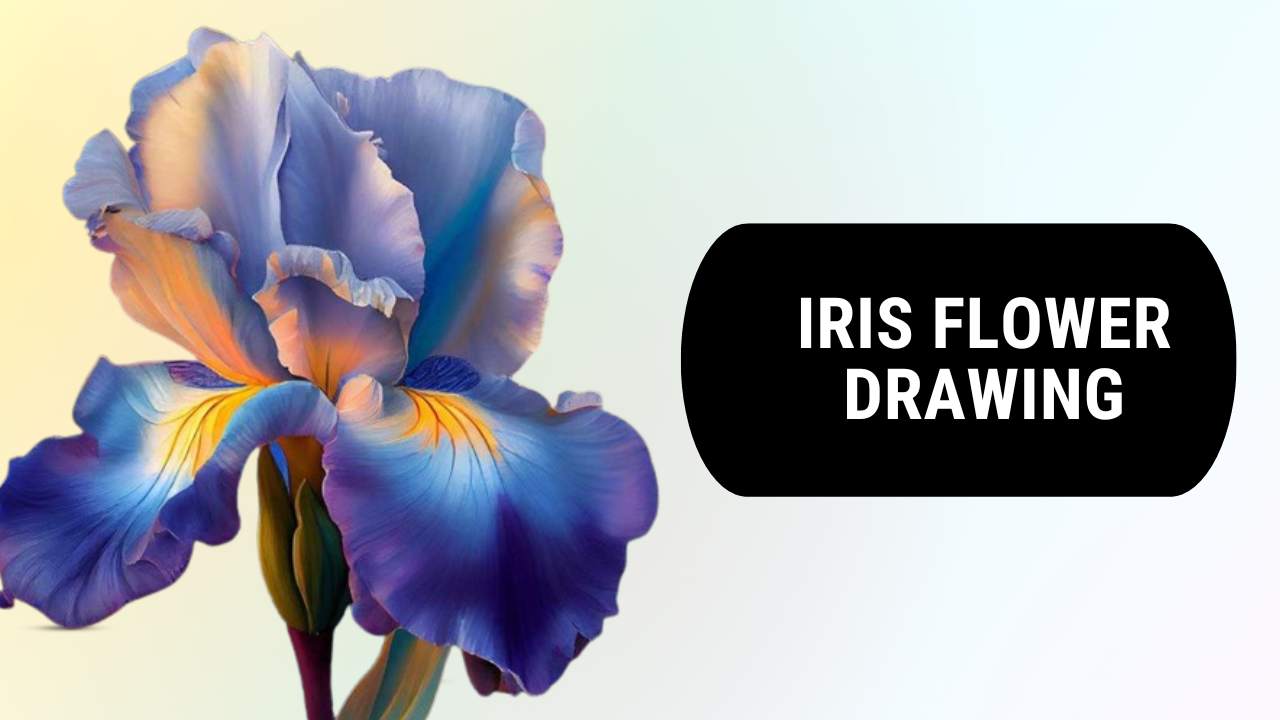 Iris Flower Drawing