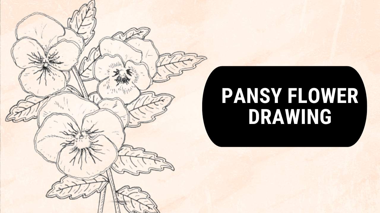 Pansy Flower Drawing