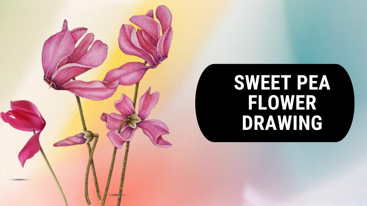 Sweet Pea Flower Drawing
