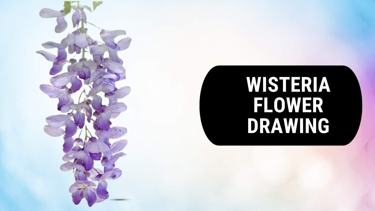 Wisteria Flower Drawings