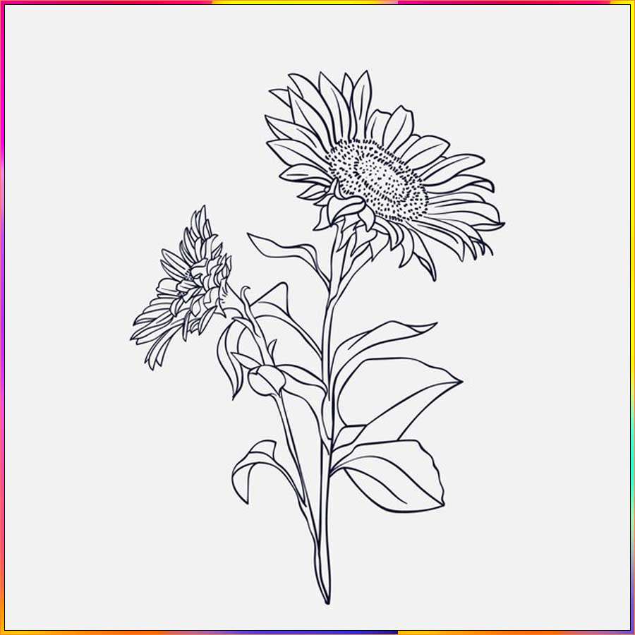 simple aster flower drawing