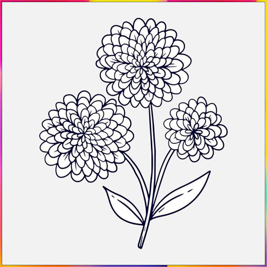 drawing aster flower
