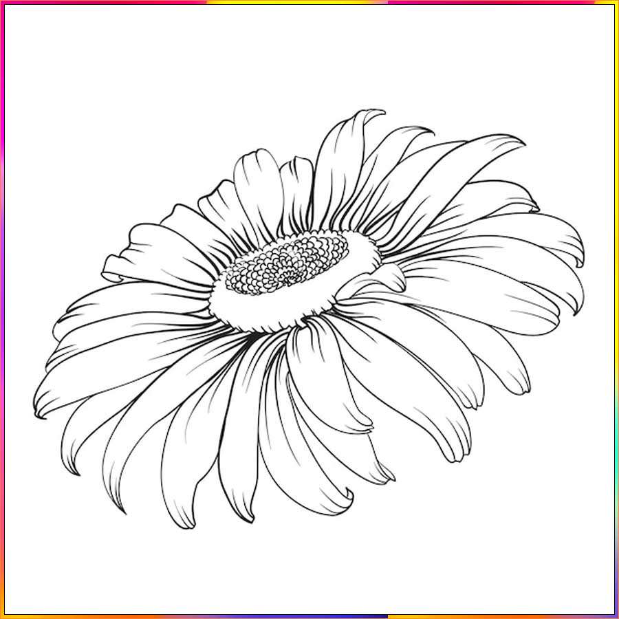 aster flower images drawing