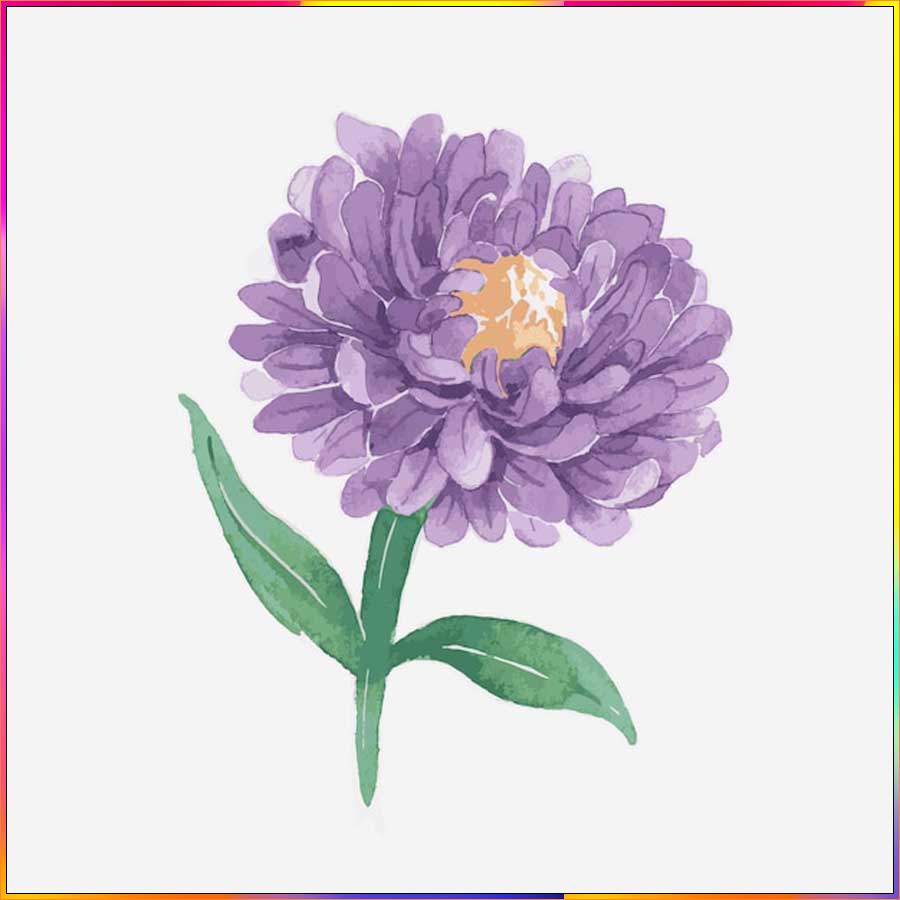 aster flower drawing