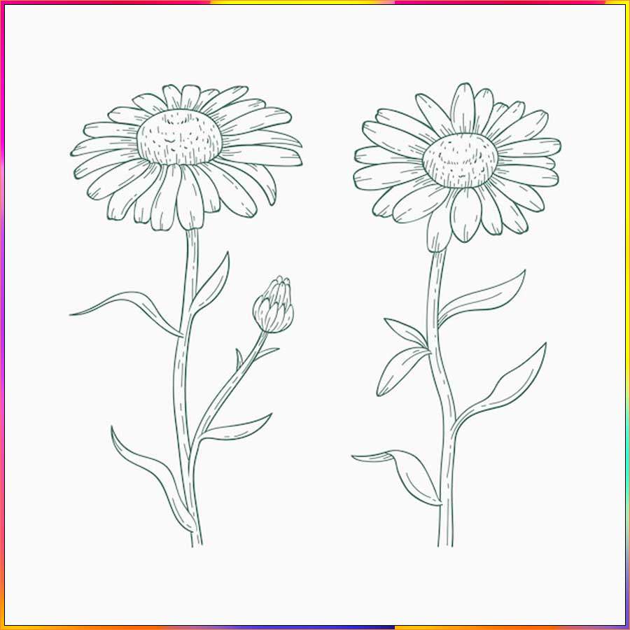 realistic aster flower drawing