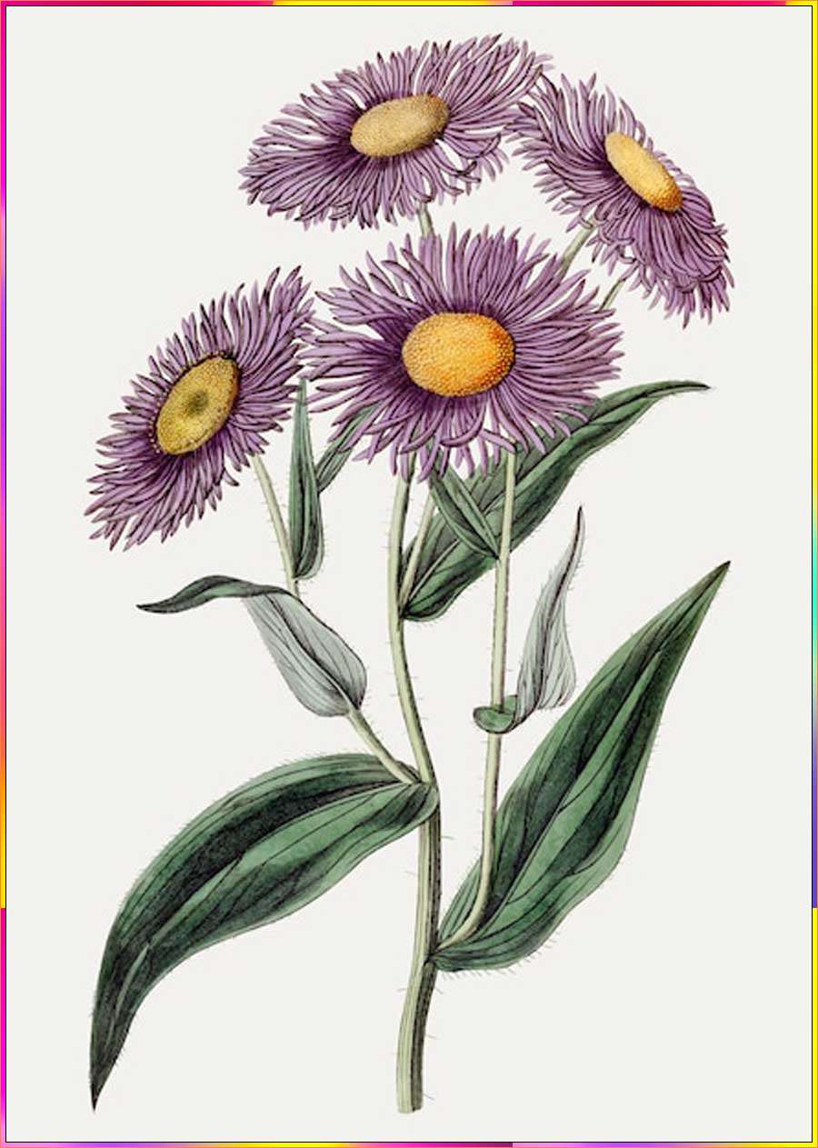 aster flower drawing ideas