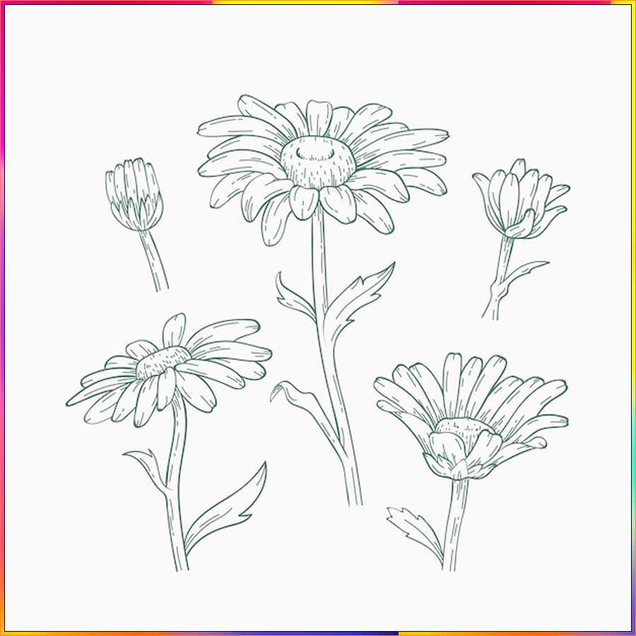 aster flower drawings