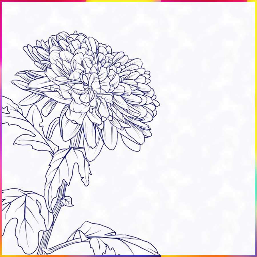 realistic aster flower drawing