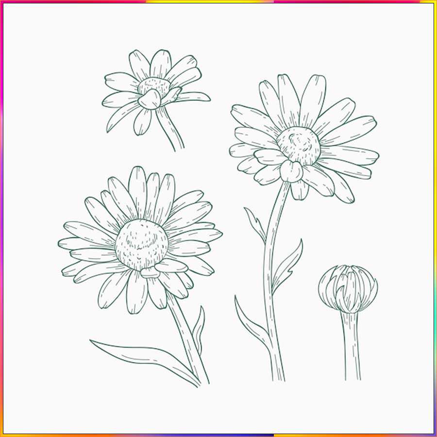 aster line drawing