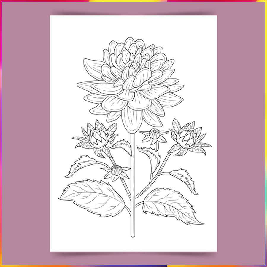 drawing of aster flower