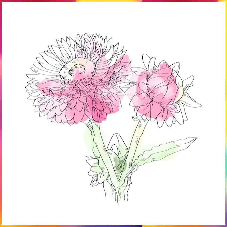 aster flower line drawing