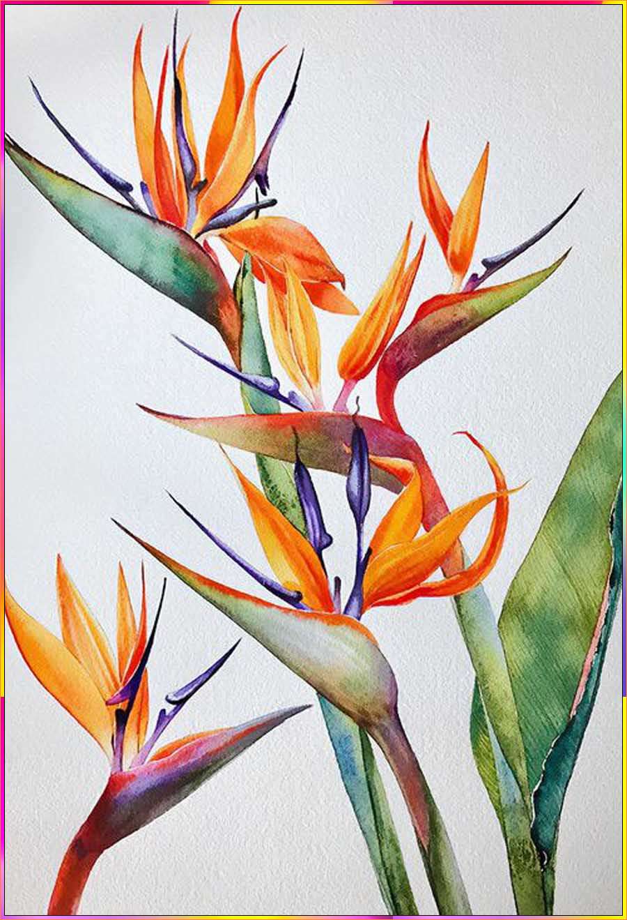 birds of paradise drawing