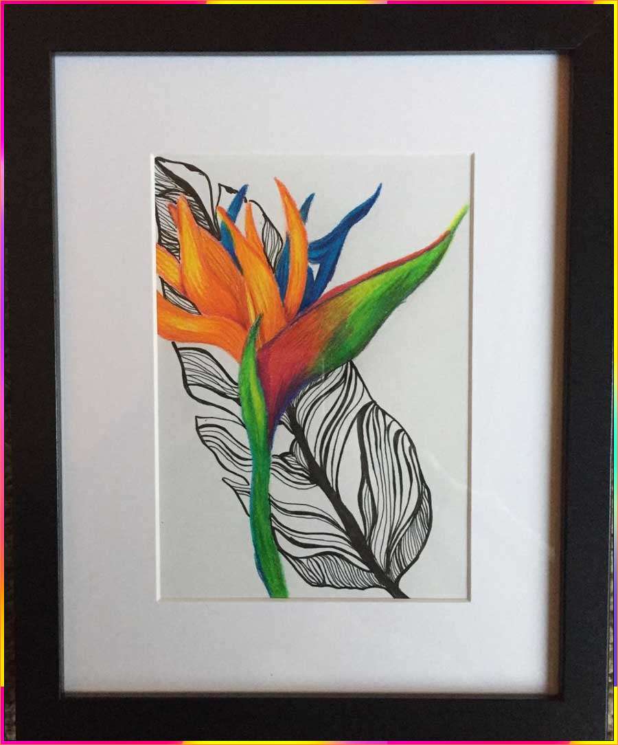 birds of paradise drawing