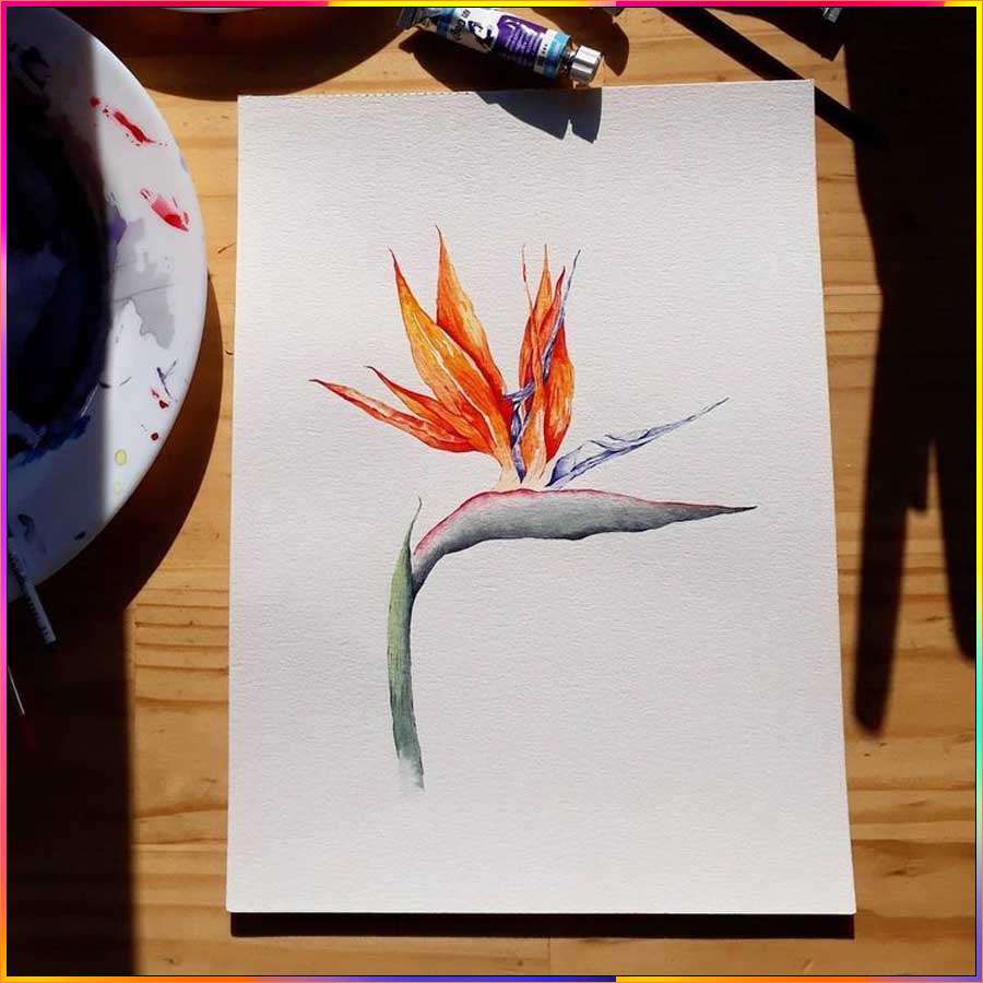 bird of paradise easy to draw for kids