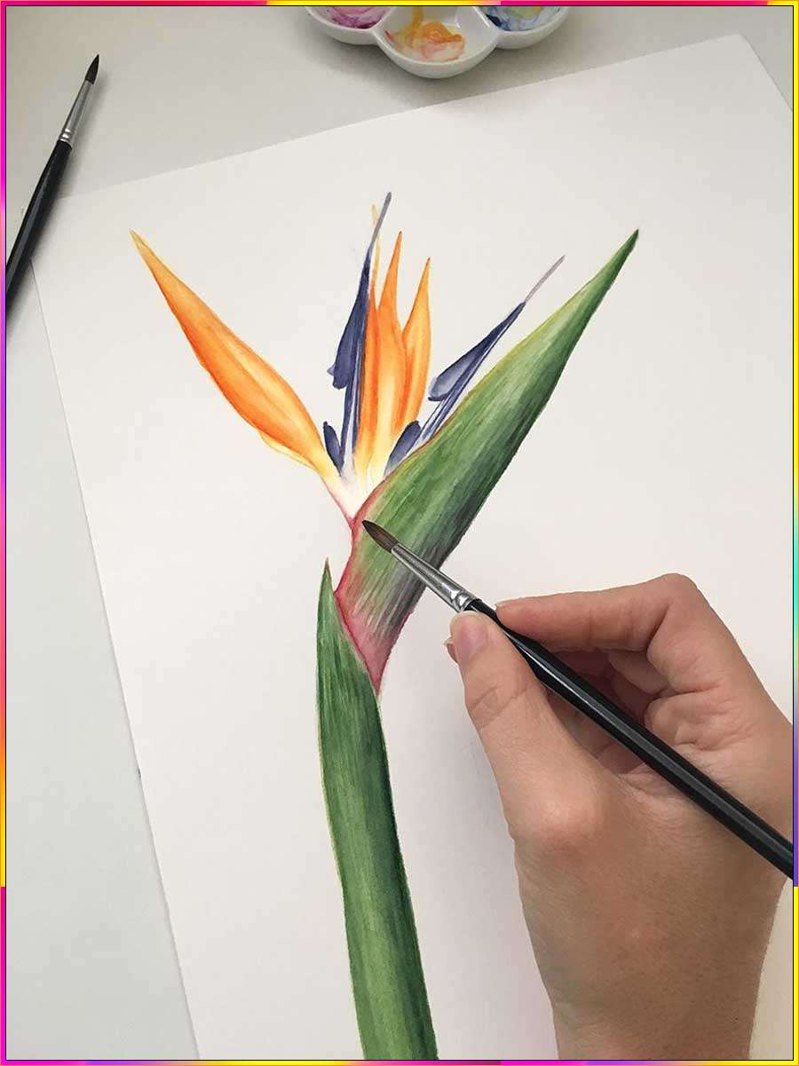 drawing bird of paradise flower