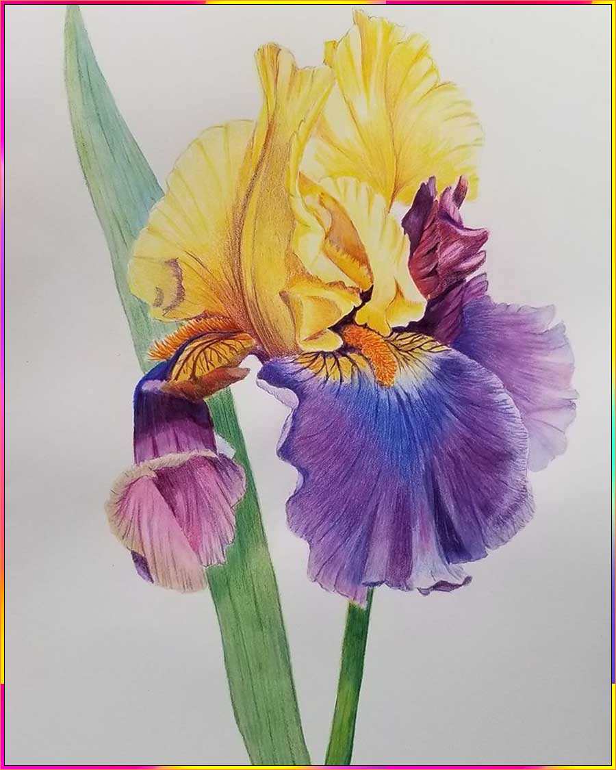 drawing iris flower