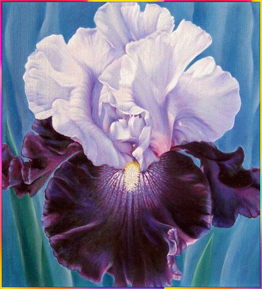 iris flower drawing images