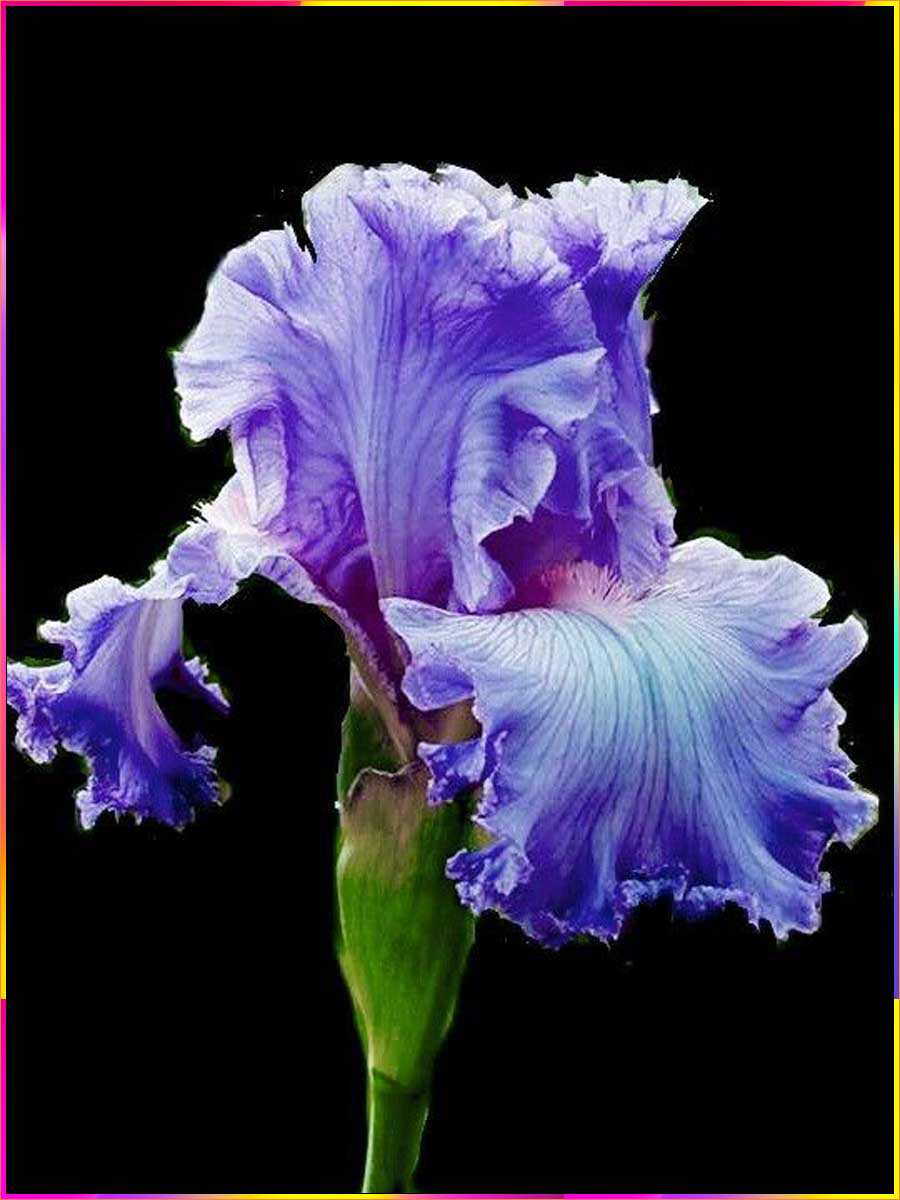 iris flower drawing easy
