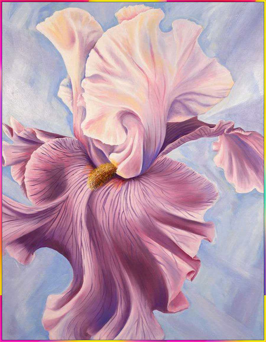 draw an iris flower