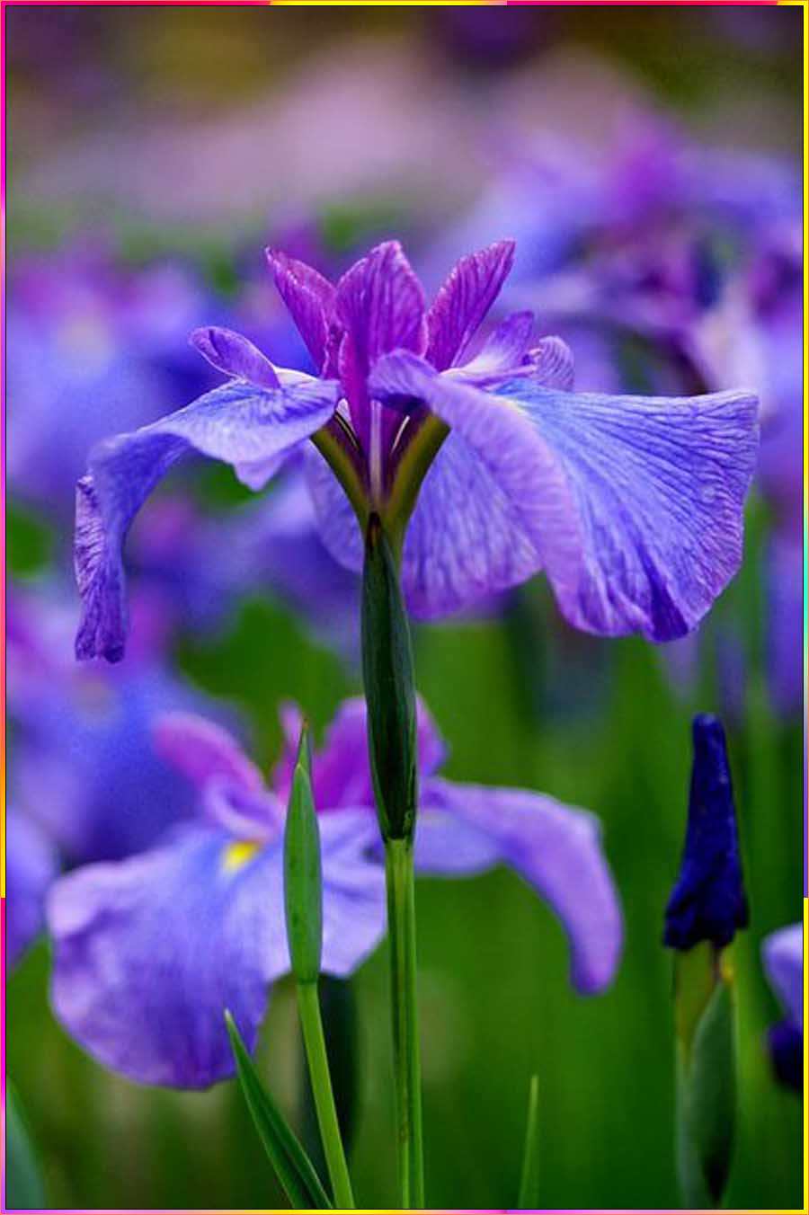 realistic iris flower drawing