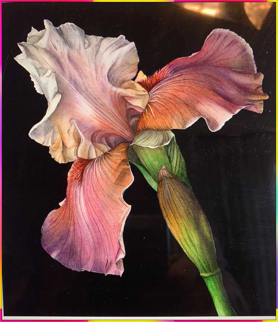 iris flower drawing step by step