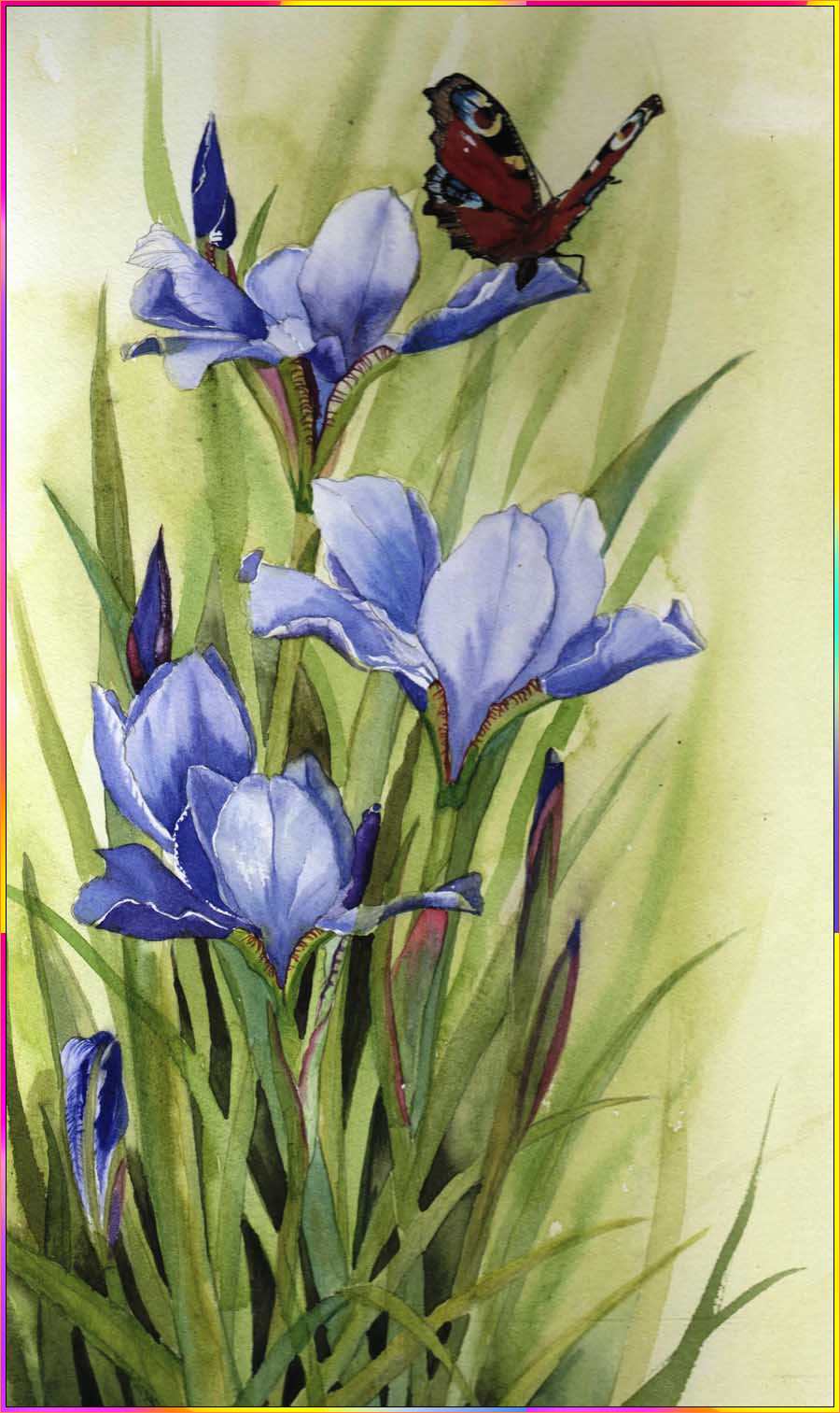 iris flower simple drawing