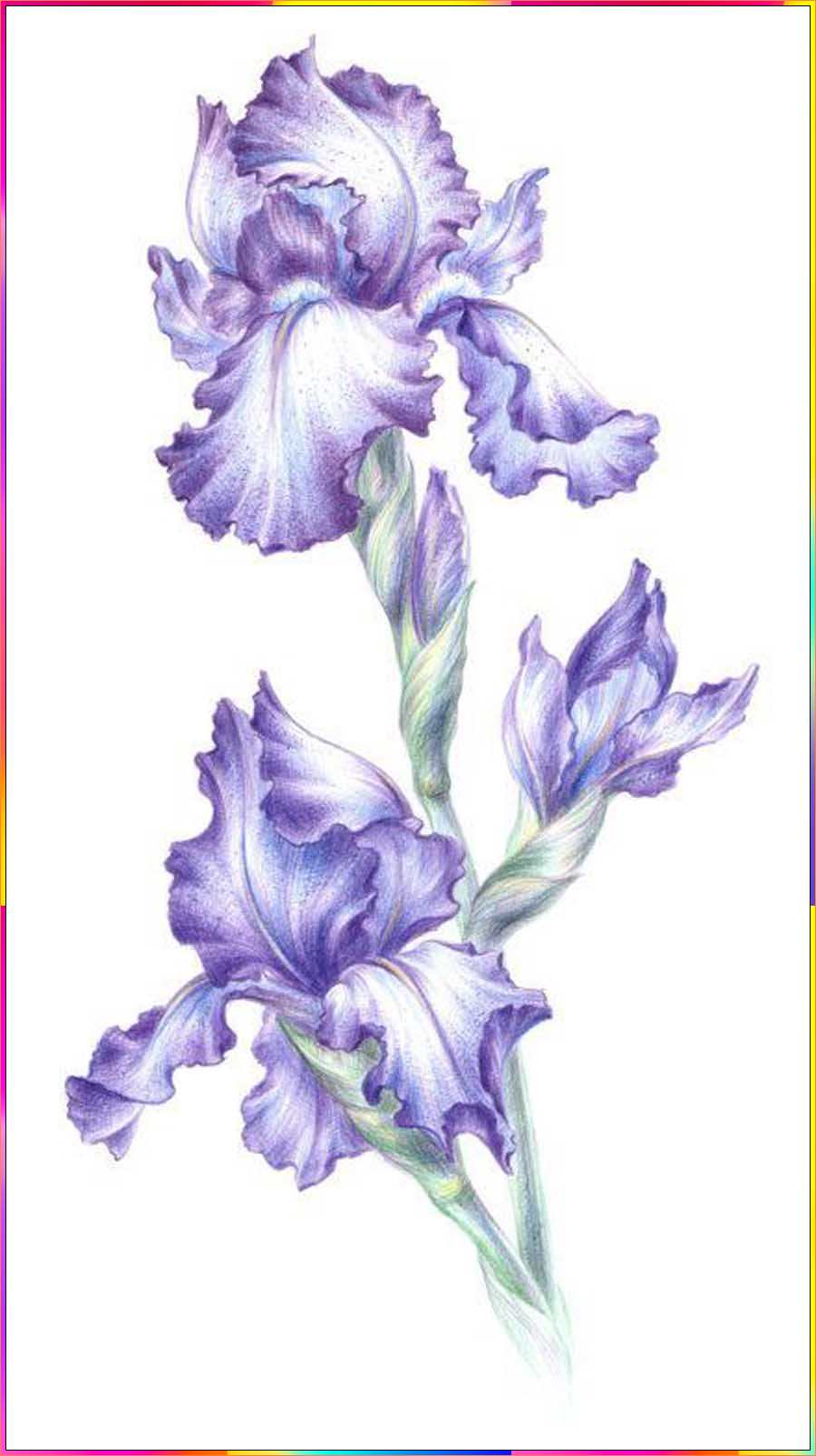 drawing of an iris