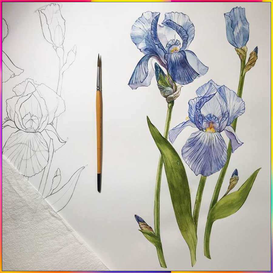 drawings of iris flowers
