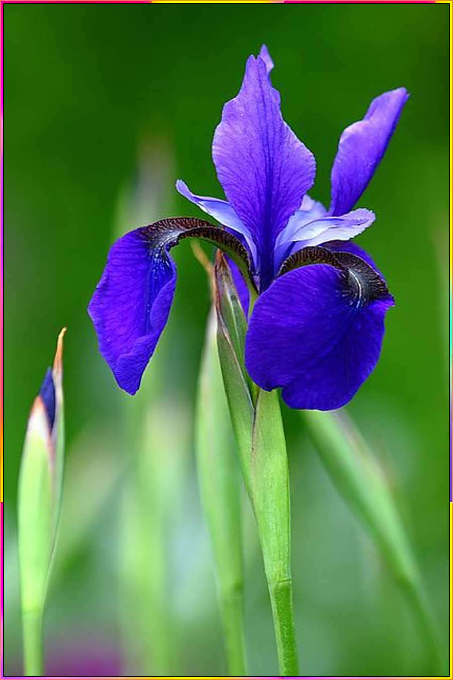 drawing iris flowers