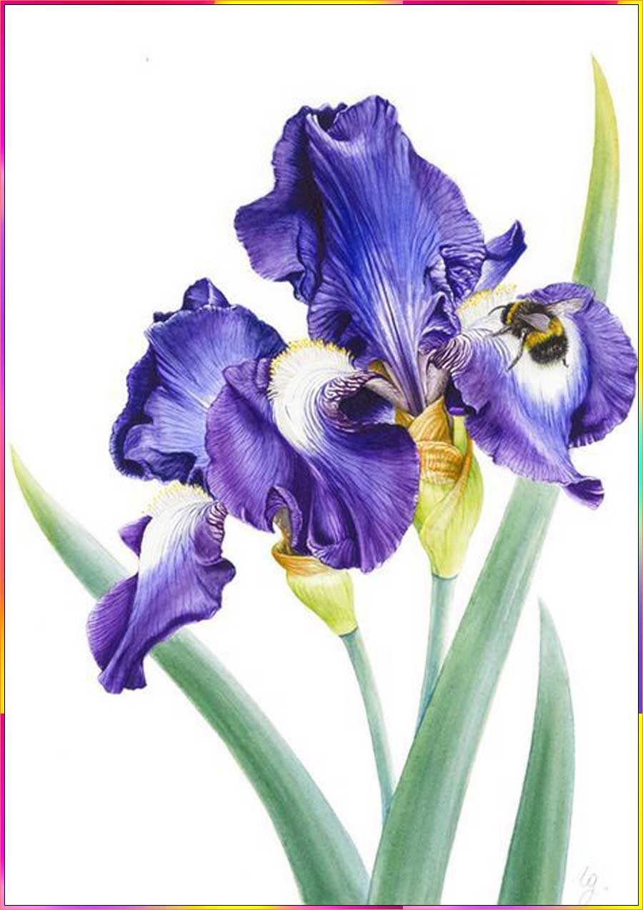 simple iris flower drawing