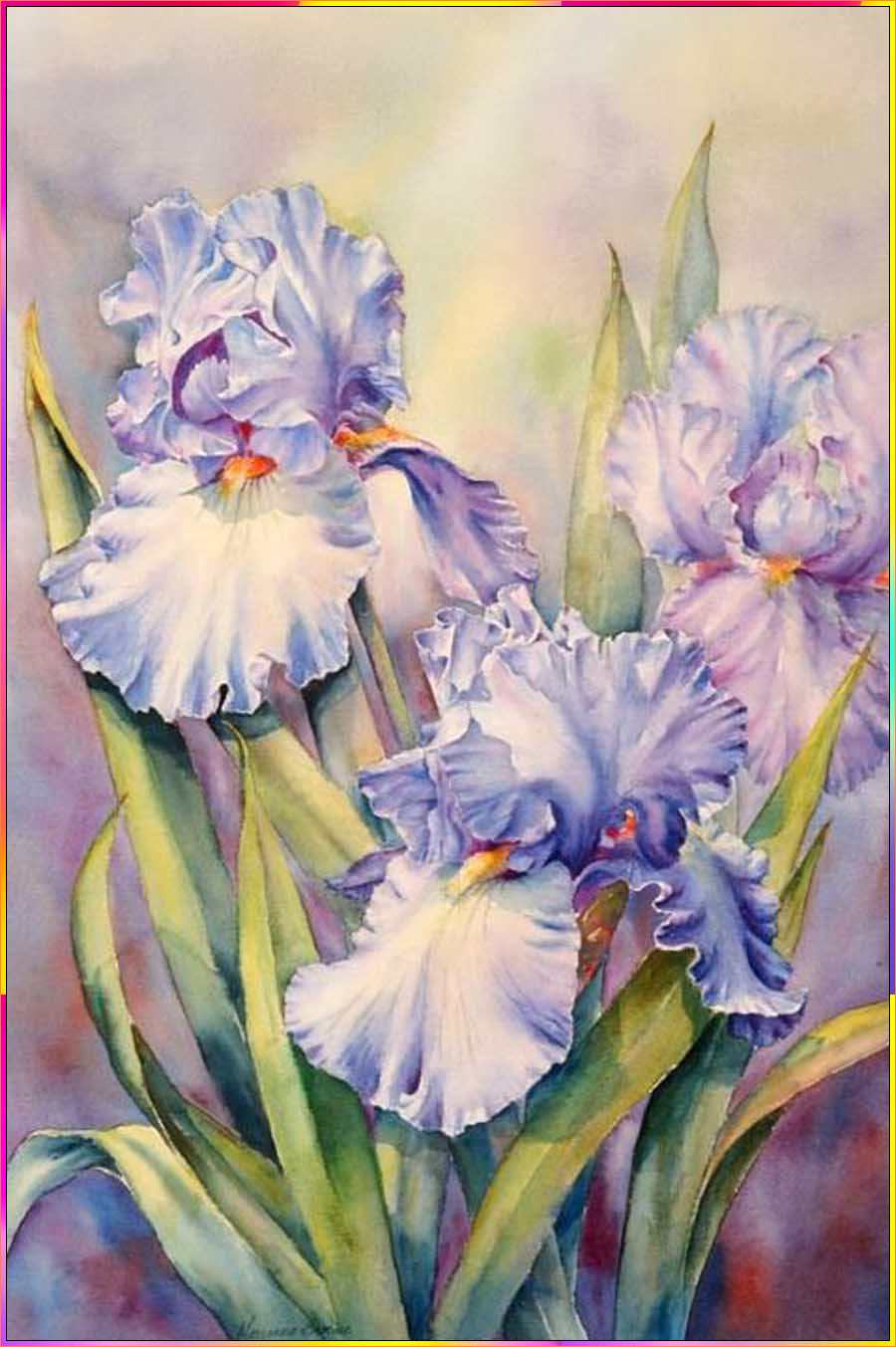 iris flower drawing