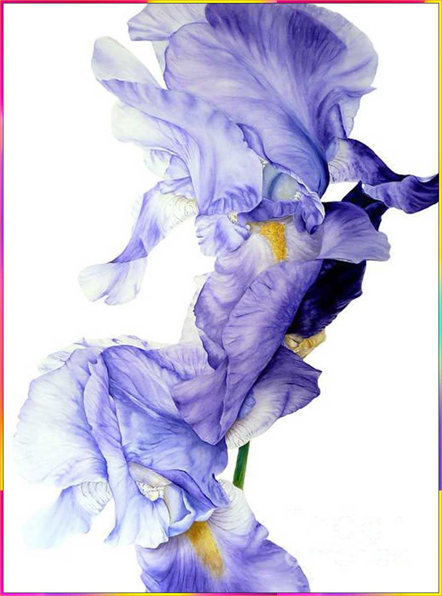 easy iris flower drawing