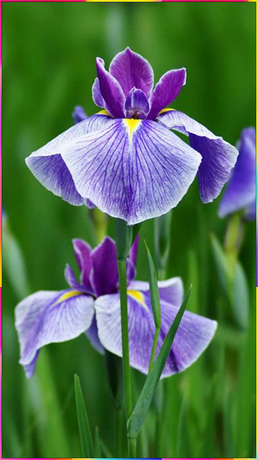 draw iris flower step step