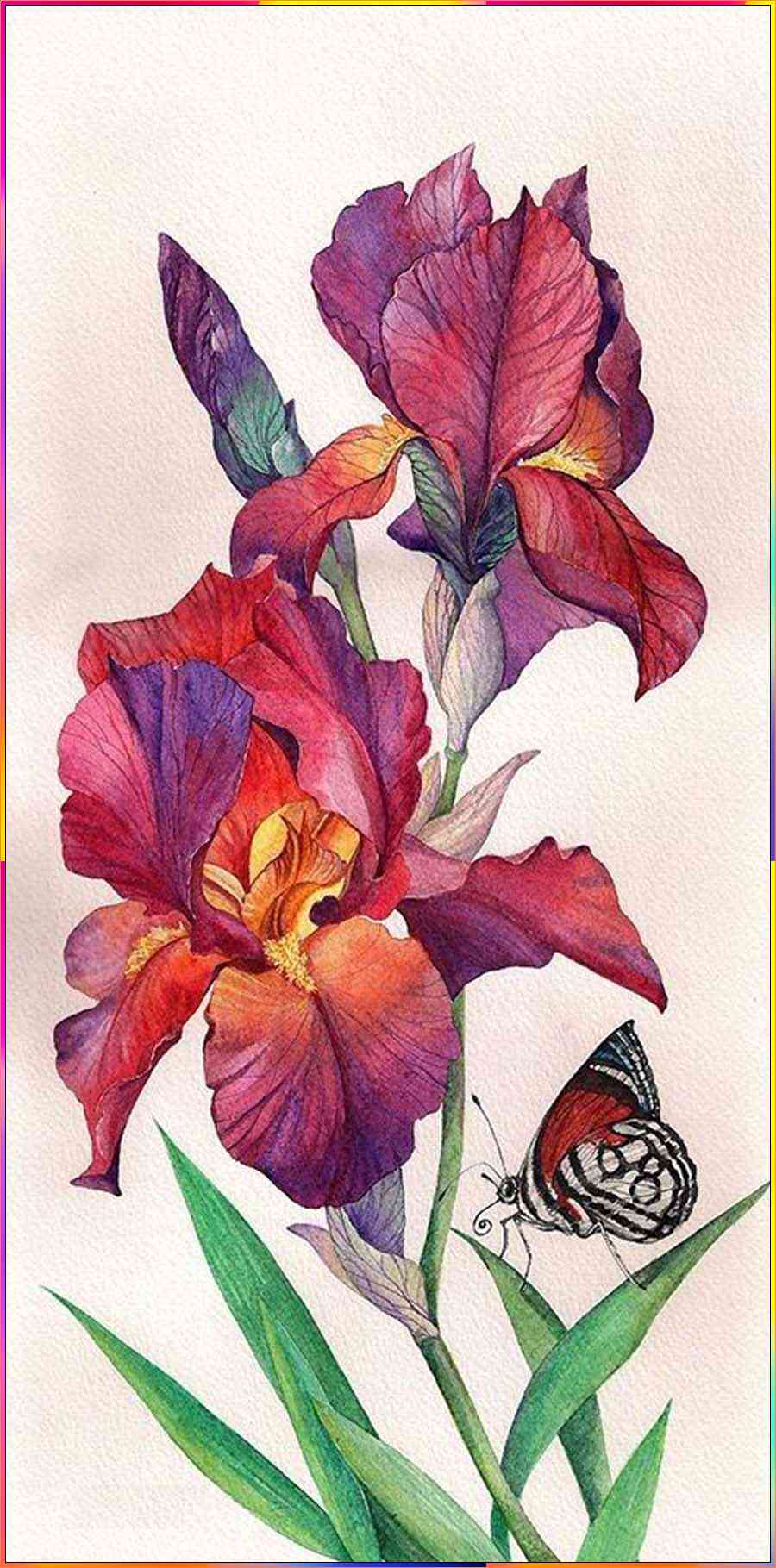 draw iris flower