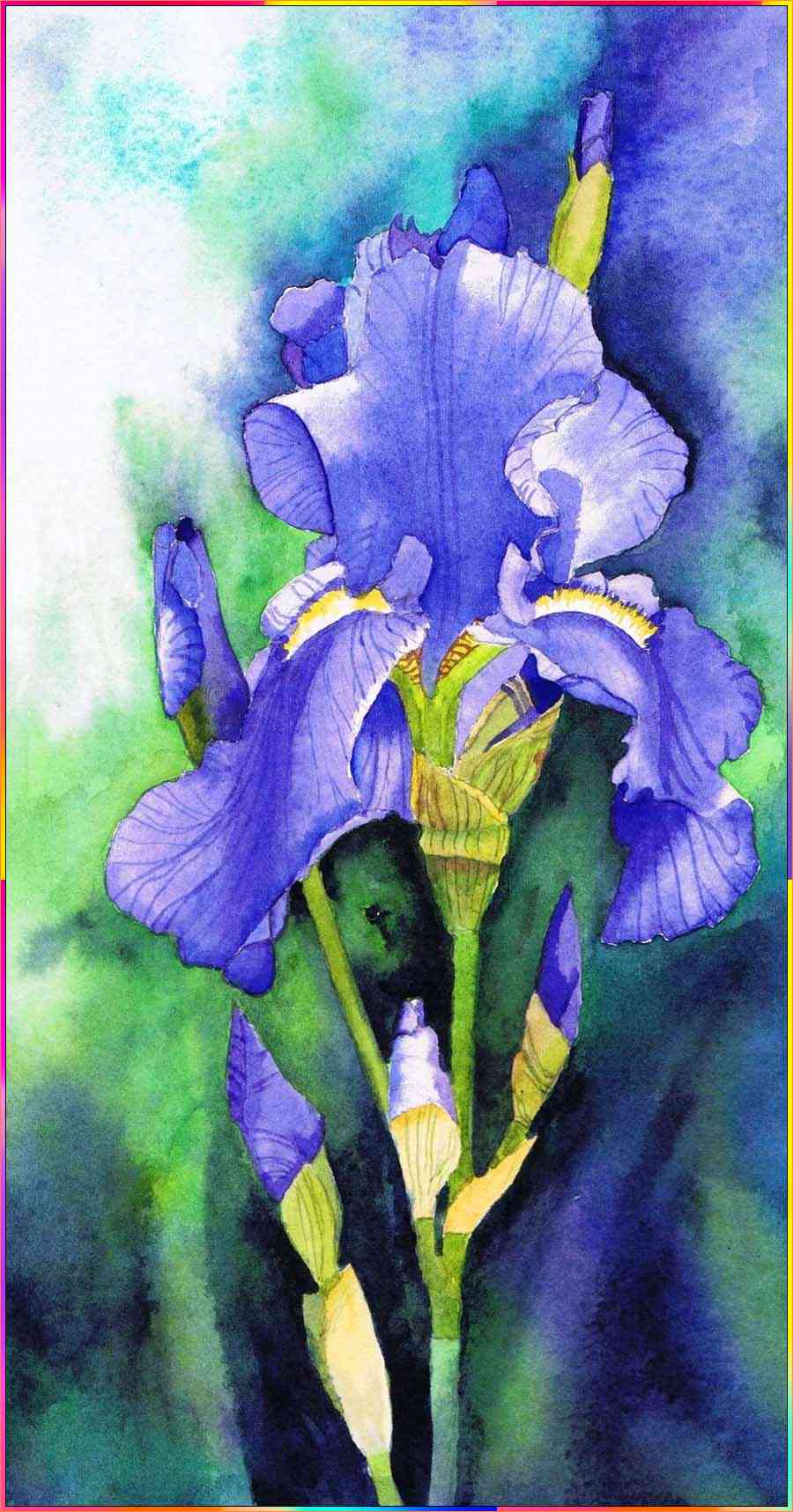 drawings of iris flowers