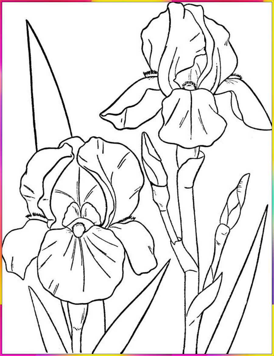 draw iris flower