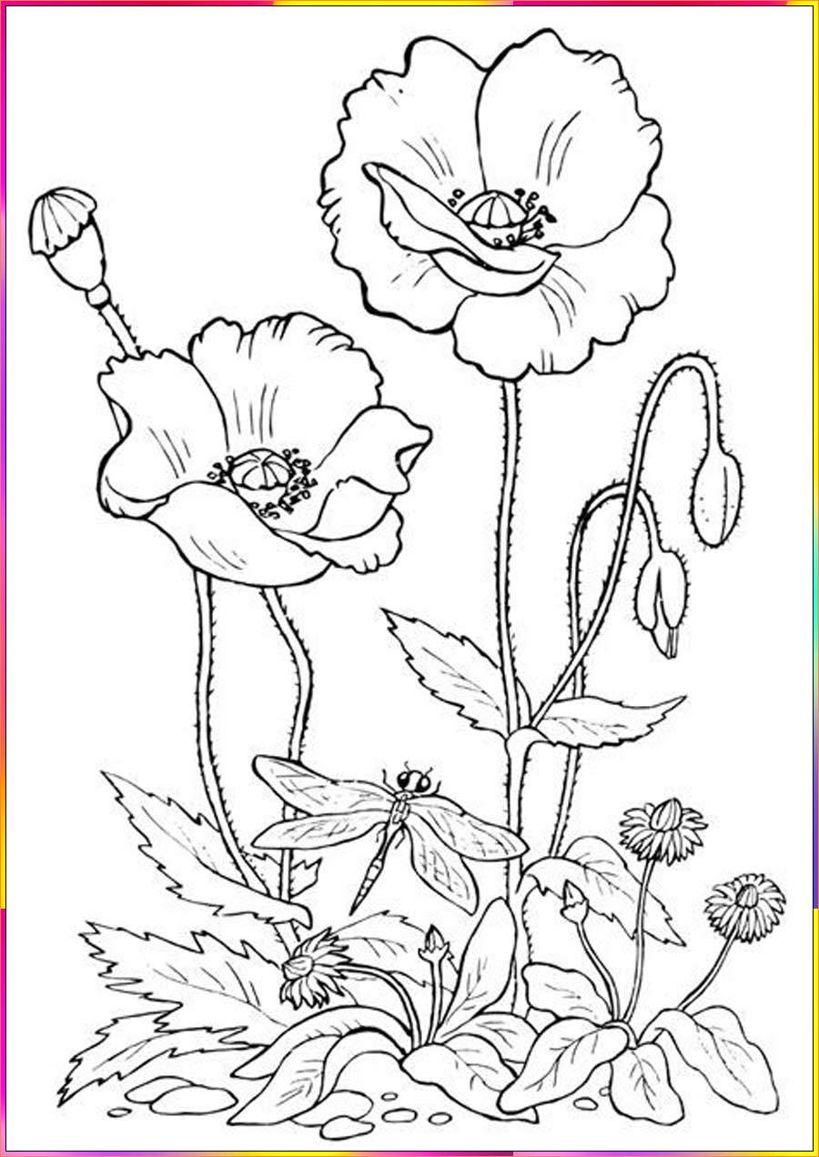 pansy flower drawings