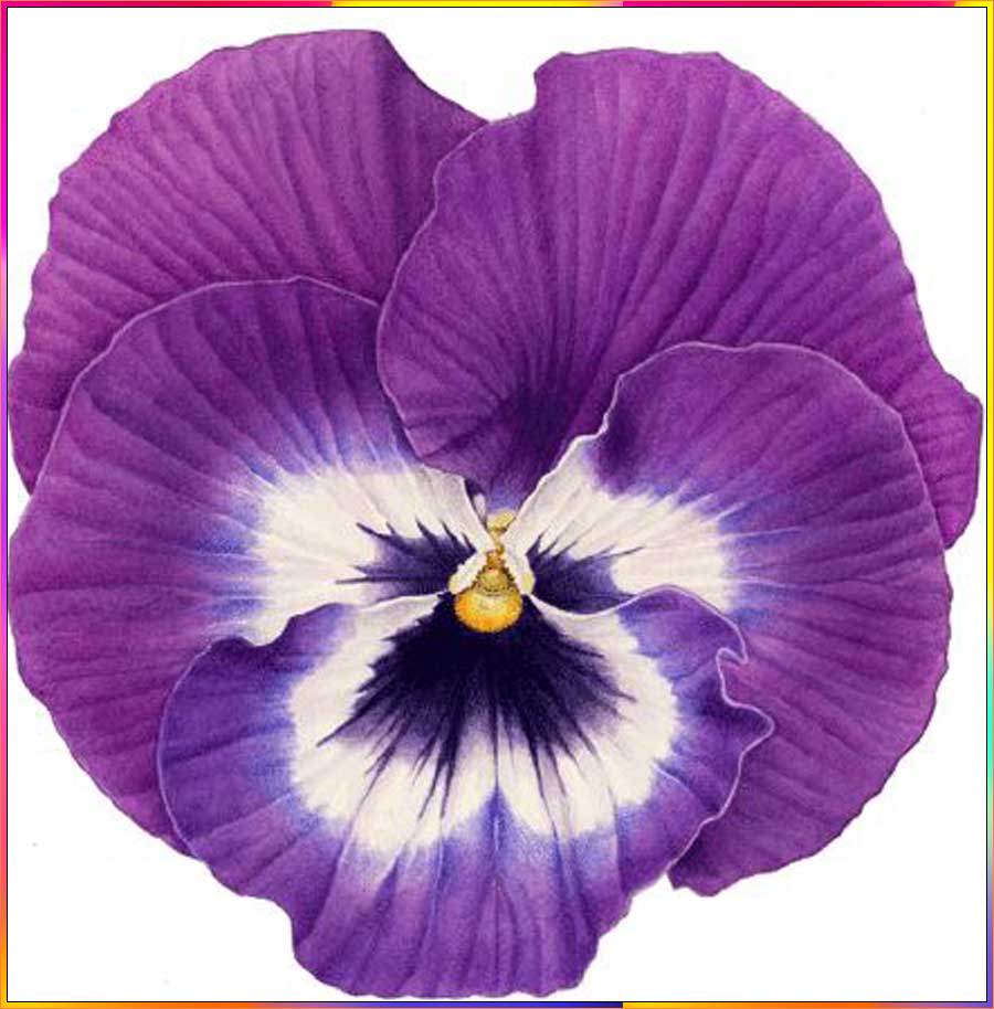 flower pansy drawing