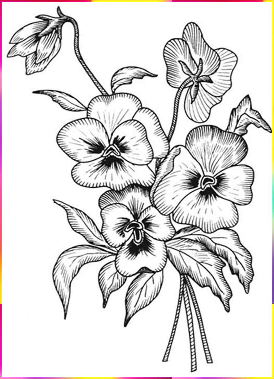 draw a pansy flower