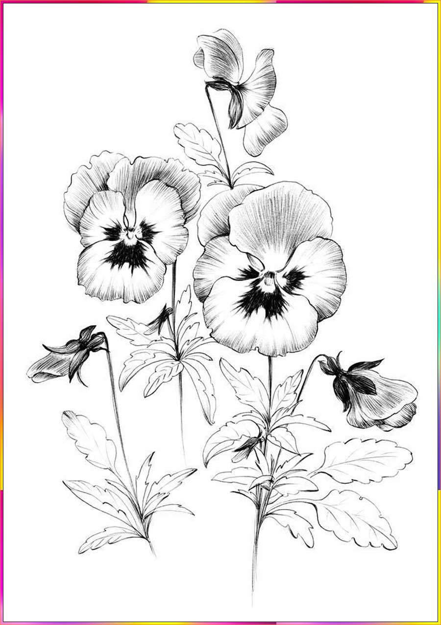 drawing of pansy flower