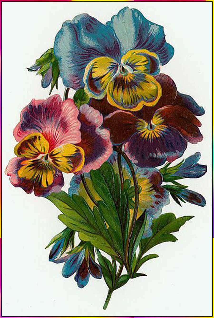 pansy flower drawing