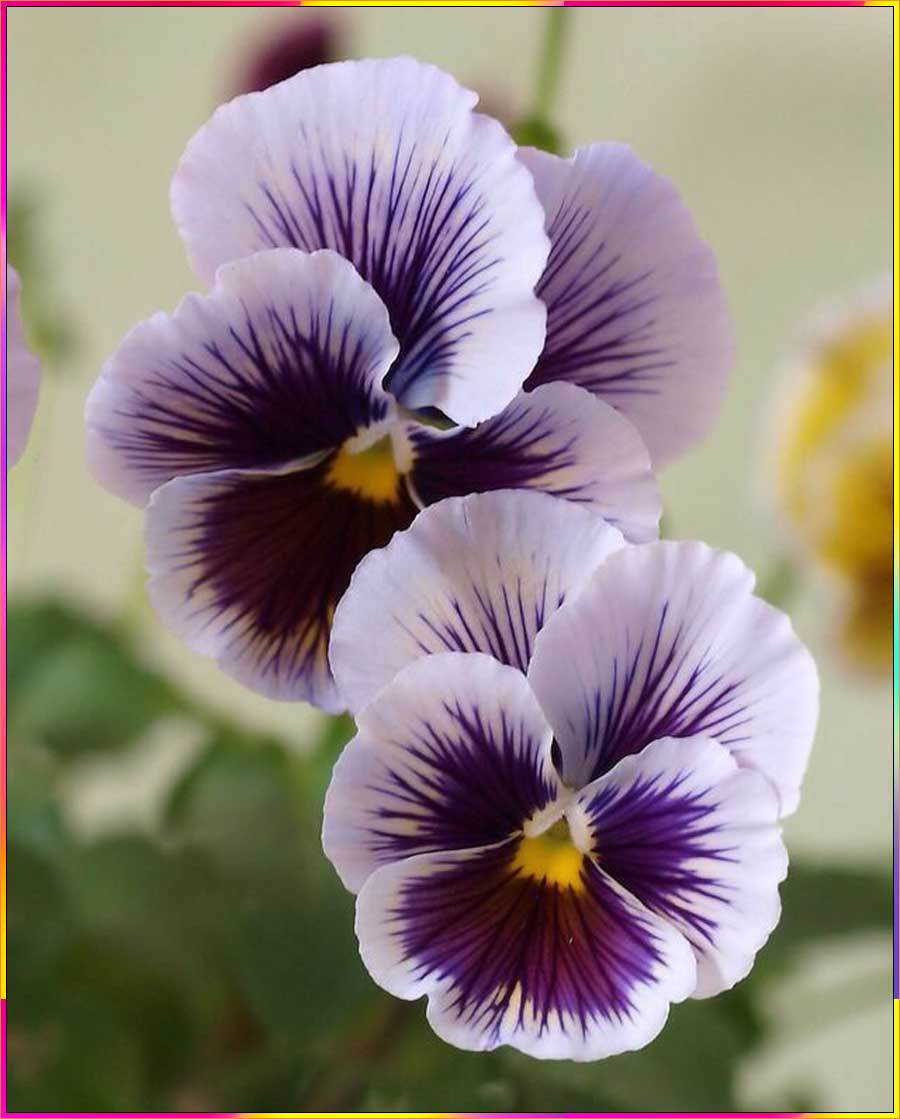 pansy drawing images