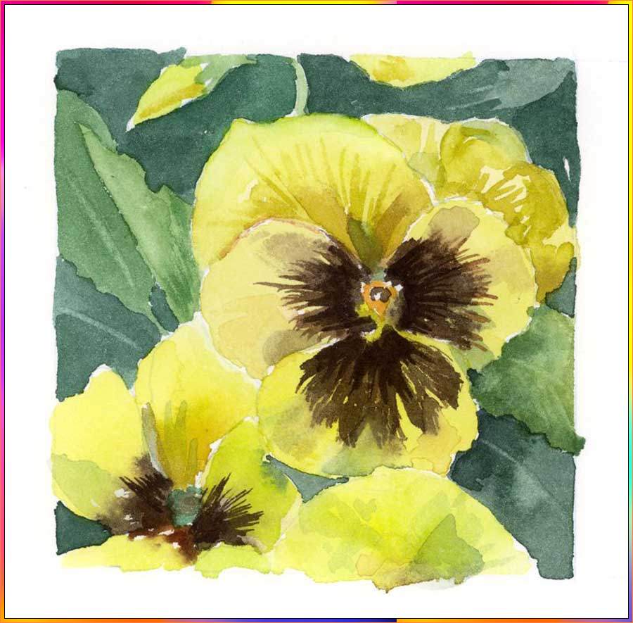 pansy flowers drawing