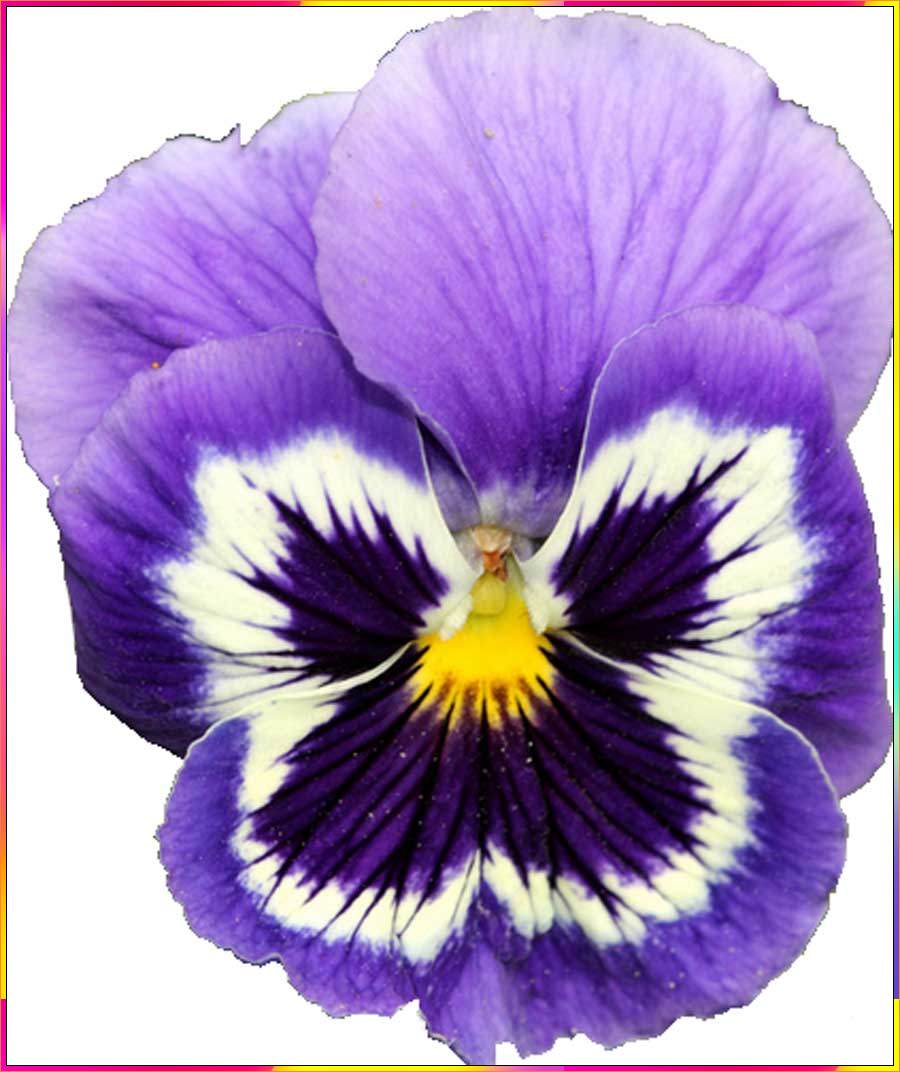 pansy flower drawings