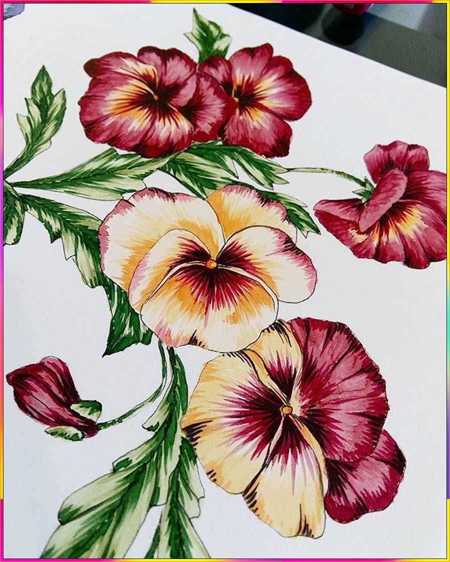 pansy flower drawing