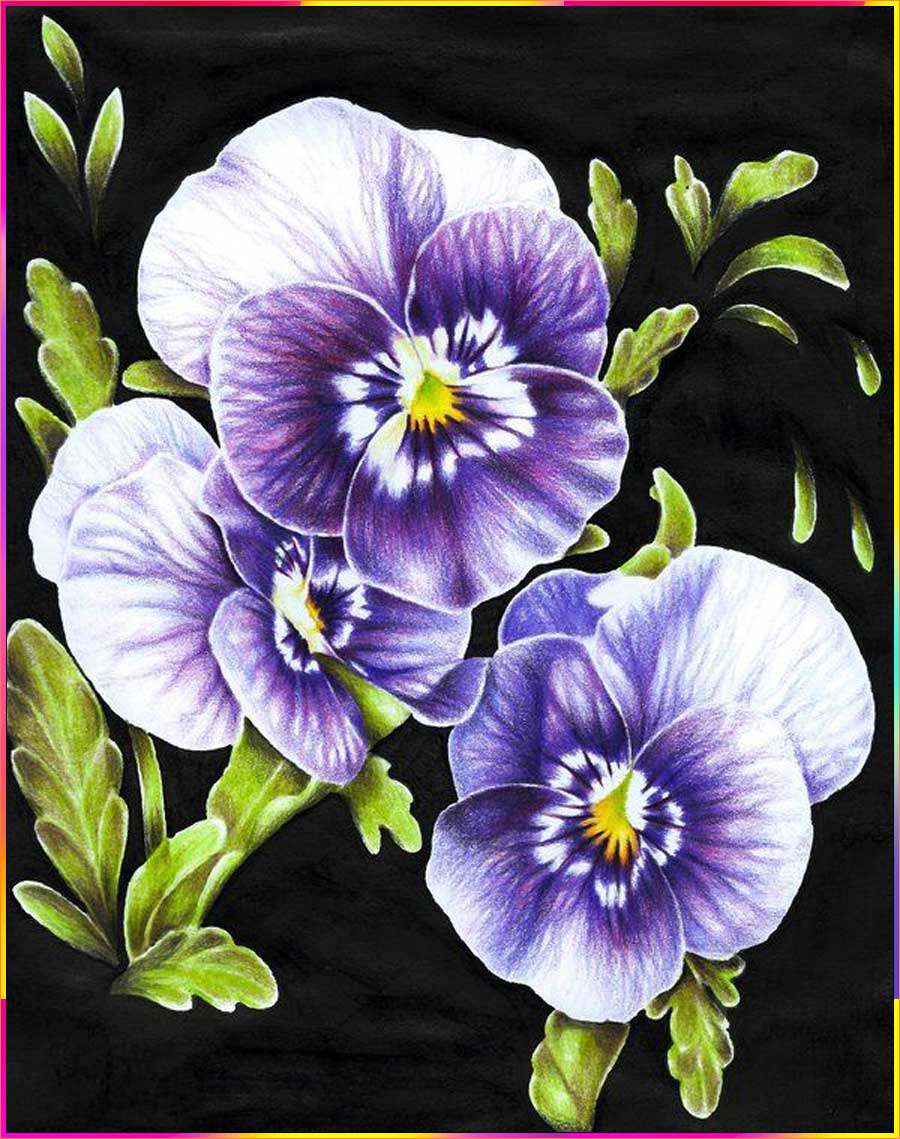 easy pansy drawing