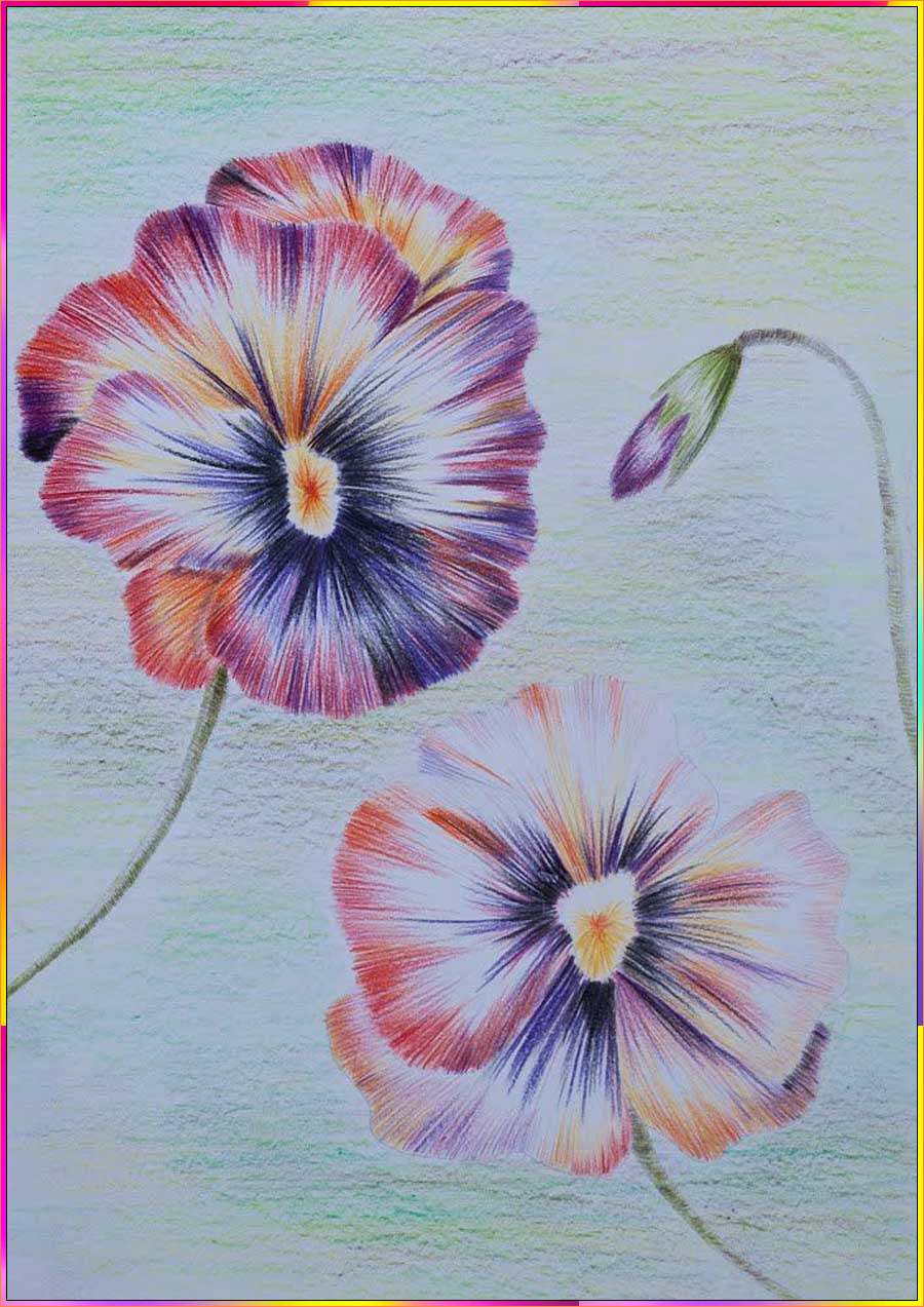 realistic pansy drawing