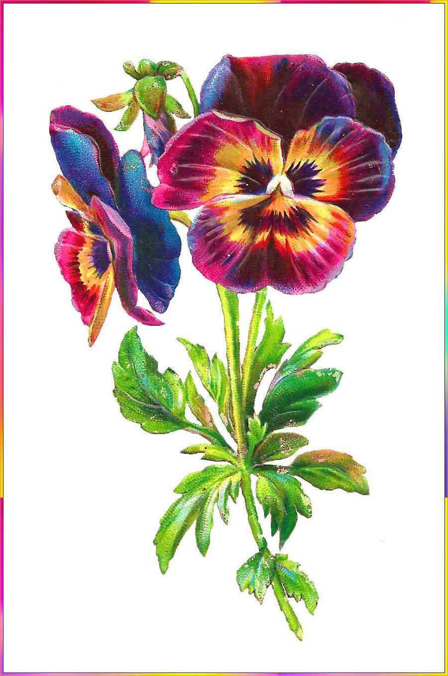 pictures of pansies to draw