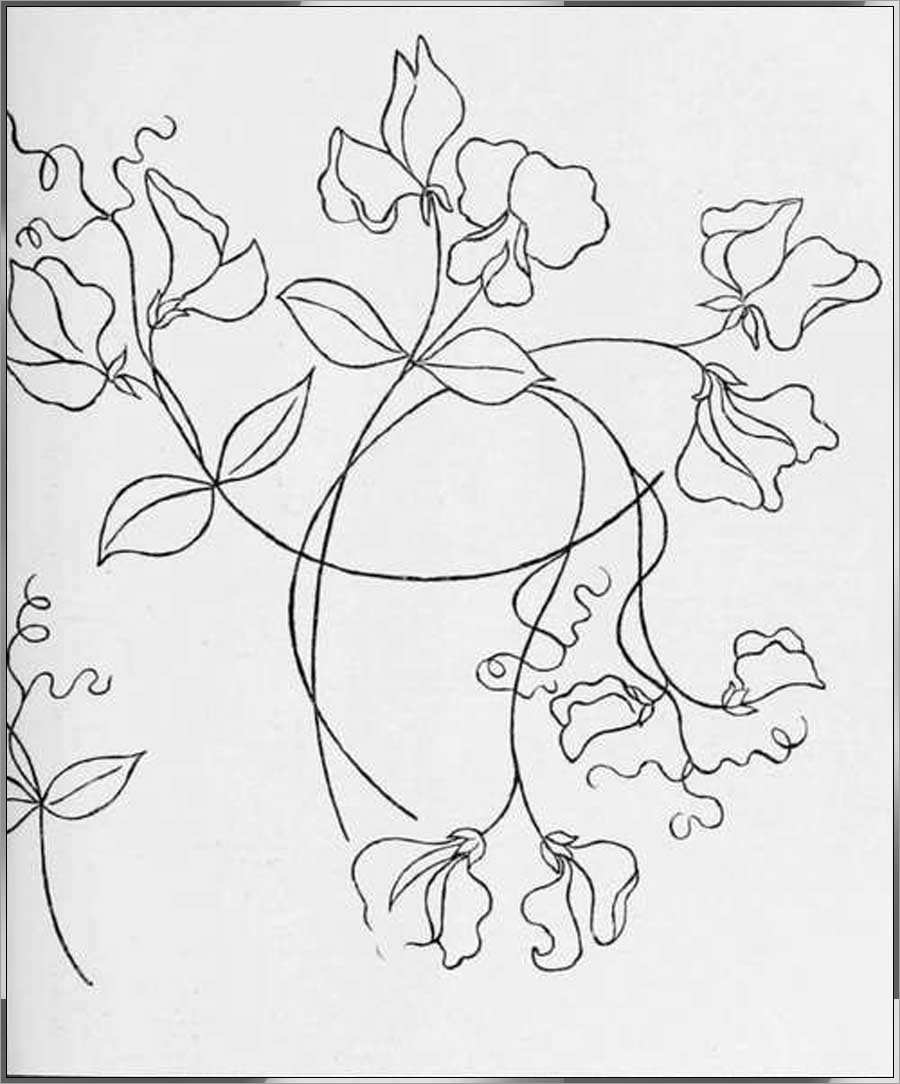 drawing of sweet pea flower