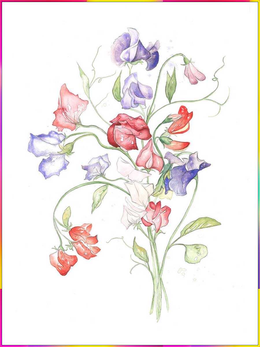 drawings of sweet pea flowers